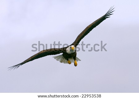 bald eagle in flight headed toward camera with thin cloud background