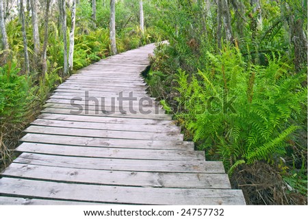 south florida cypress swamp and boardwalk