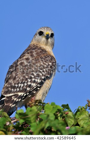 red shouldered hawk on tree in florida everglades at sunrise