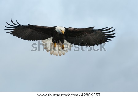 american bald eagle swooping down to grab a fish