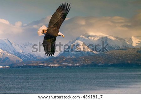 bald eagle over homer alaska harbor
