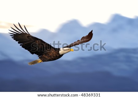 american bald eagle in flight against illustrated alaska mountains