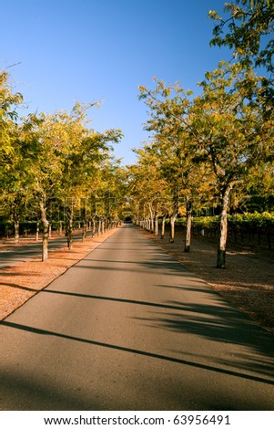 beautiful tree-lined rural driveway in early autumn