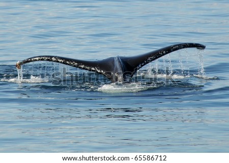 tail flip of killer whale in alaskan waters