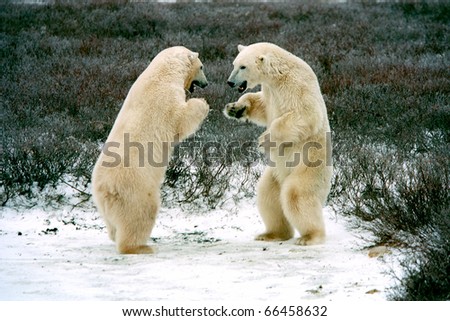 polar bears boxing in tundra near churchilll canada