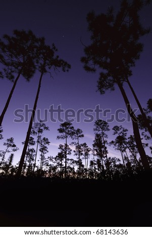 Everglades At Night