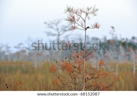 dwarf cypress tree with characteristic brown winter dormant foliage in florida\'s everglades national park