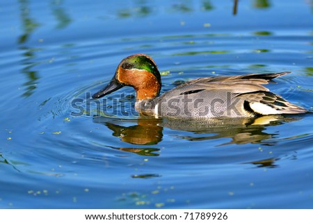 colorful green winged teal duck in florida wetland pond
