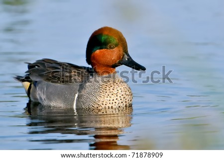 green-winged teal duck swimming in florida wetland pond and smiling