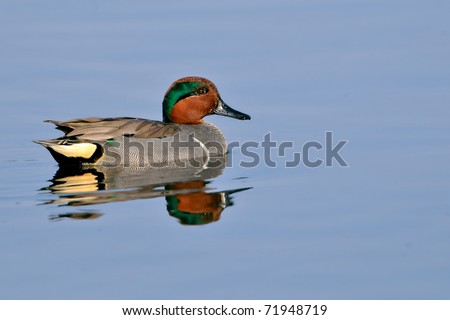green-winged teal duck swimming in florida wetland pond and smiling, with clean background