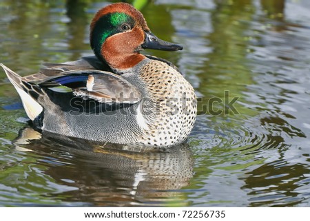 colorful male green winged teal duck swimming in florida wetland pond