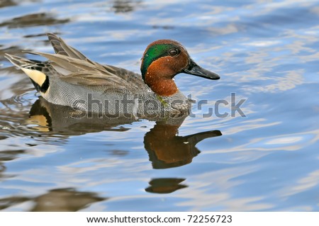 colorful male green winged teal duck in florida wetland pond