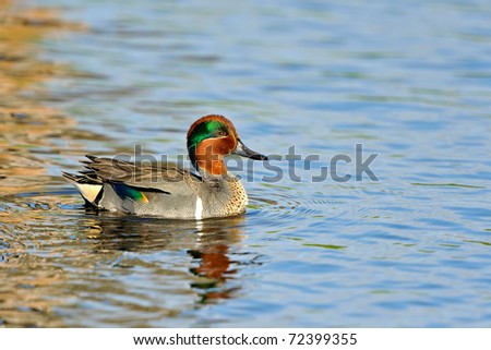 colorful male green-winged teal duck showing wing patch and swimming in florida wetland pond with clean background for copy space