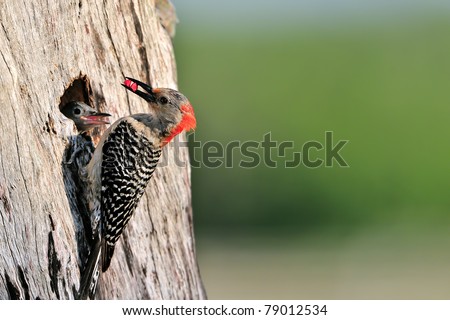 red-bellied woodpecker bringing seeds to chick in nest hole