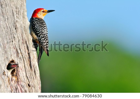 colorful male red-bellied woodpecker at nest hole with nice light, in florida wetland