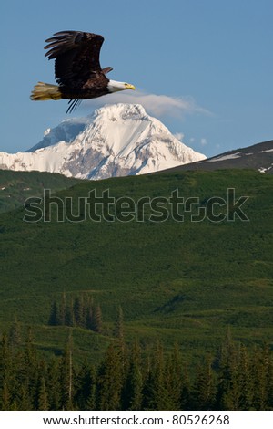 american bald eagle in flight superimposed over alaska coastal mountains
