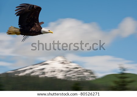 american bald eagle in flight superimposed over alaska coastal mountains, actual pan of mountains