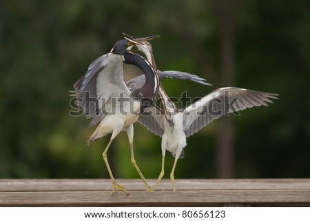 juvenile tri-colored heron demanding to be fed by adult, along wetland boardwalk