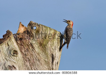 red bellied woodpecker calling from stump near its nest