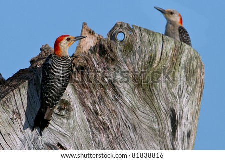 male red-bellied woodpecker perched with female nearby in florida wetland