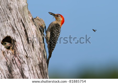 red-bellied woodpecker bringing frog to chick and being chased by wasp, against blue sky
