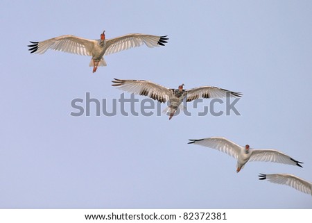 group of white ibis birds flying over florida wetland at dawn