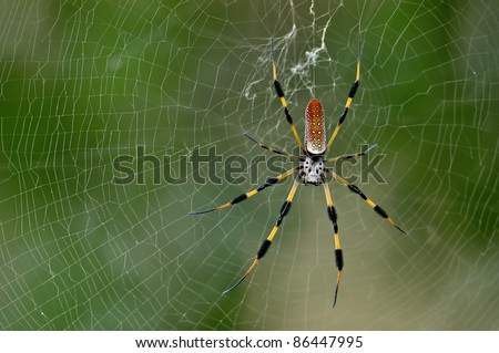 colorful banana spider in web at florida wetland