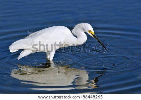 snowy egret fishing in florida wetland pond