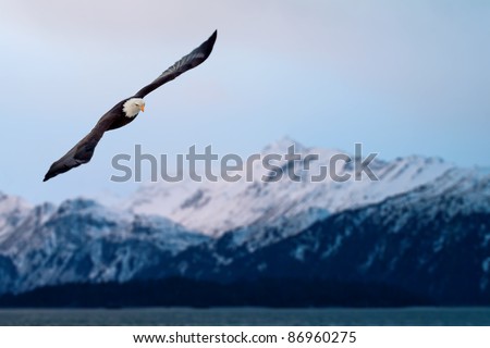 american bald eagle in flight, composite with alaska coastal mountains of same day