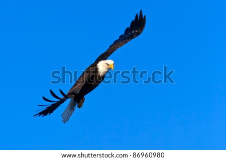american bald eagle in flight, banking toward camera, nice light against deep blue clear alaska sky