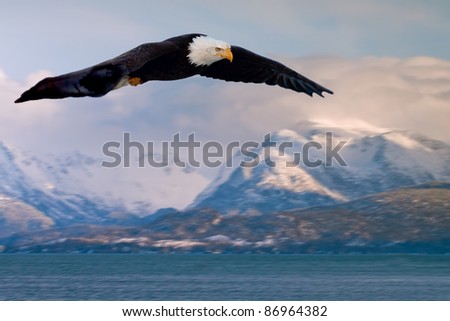 american bald eagle in flight, composite with alaska coastal mountains beside homer harbor
