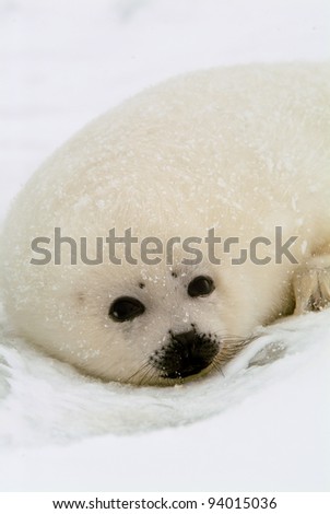 A Cute Seal