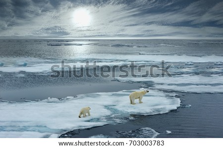 polar bear sow and cub walk on ice floe in norwegian arctic waters and illustrated against sun in distant horizon, wide angle of view