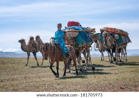 NORTH MONGOLIA, MONGOLIA - AUG 14, 2012: Caravan of camels transporting dismantled tent of Mongolian nomads to a new location