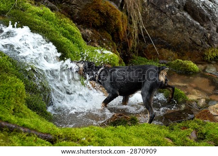 Dog drink from creek