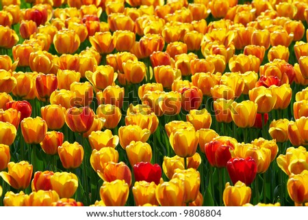 yellow flowers field. Yellow-Red Tulip Flowers Field