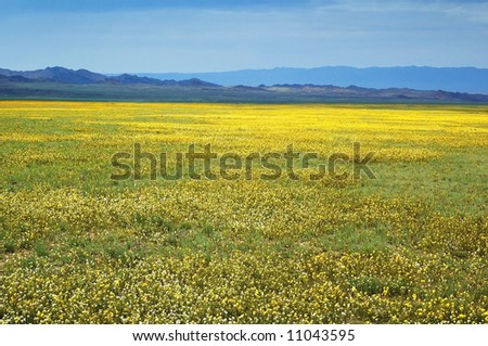 Yellow spring steppe and mountain range
