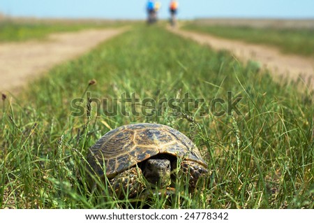 Turtle in grass and bikers siluette on old rural road