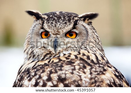 Portrait of an owl with orange eye