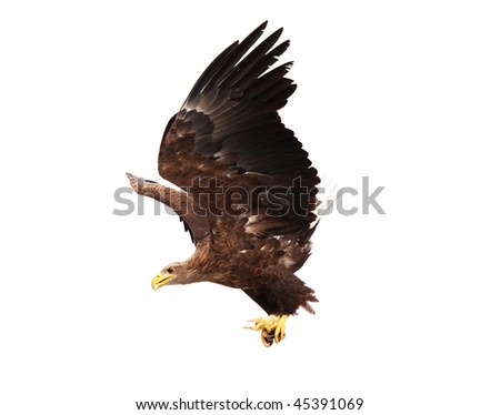 golden eagle flying. stock photo : Flying golden