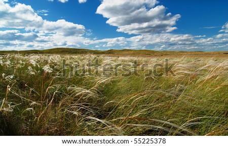 Feather grass and clouds in the sky