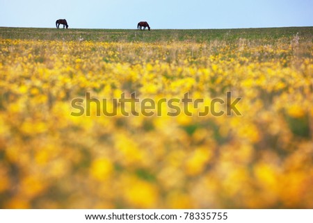 Silhouettes of two horses in the meadow with yellow flowers