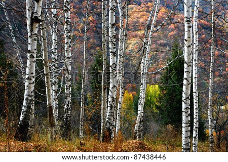 Birch Grove in autumn mountains