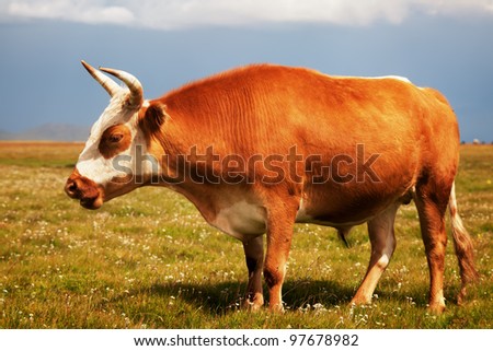 bull in pasture