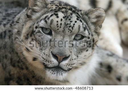 http://image.shutterstock.com/display_pic_with_logo/565030/565030,1268517567,1/stock-photo-snow-leopard-s-face-48608713.jpg