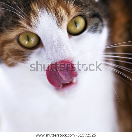 cat licking glass