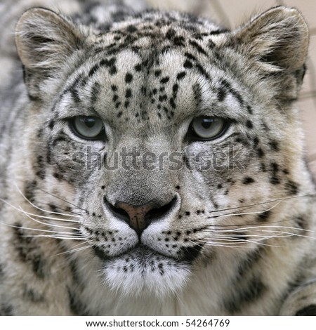 snow leopard\'s portrait