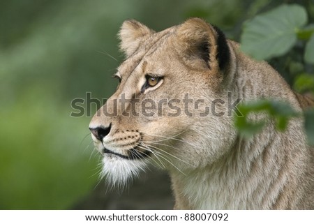 Lion female portrait - Panther leo