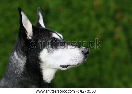 An alert black and white dog against a green background, in a horizontal colour photograph.