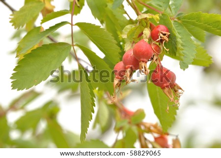 Rose hips from wild roses